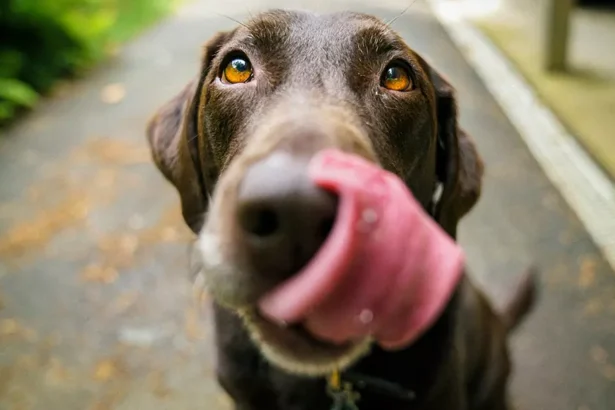 Cachorro olhando para a câmera durante um passeio, representando a vida com pets na Irlanda.