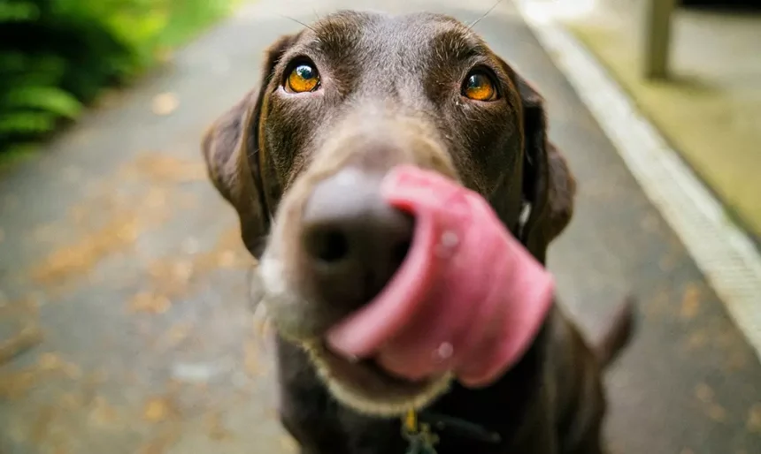 Cachorro olhando para a câmera durante um passeio, representando a vida com pets na Irlanda.